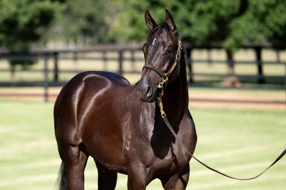 Trapeze Artist (AUS) / Love Commands (AUS) 2023 Colt - Image 2