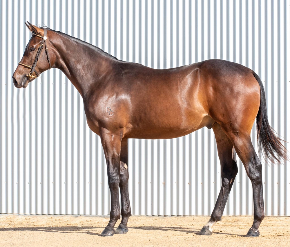 Russian Camelot (IRE) / Rainmoth (AUS) 2023 Colt - Image 1