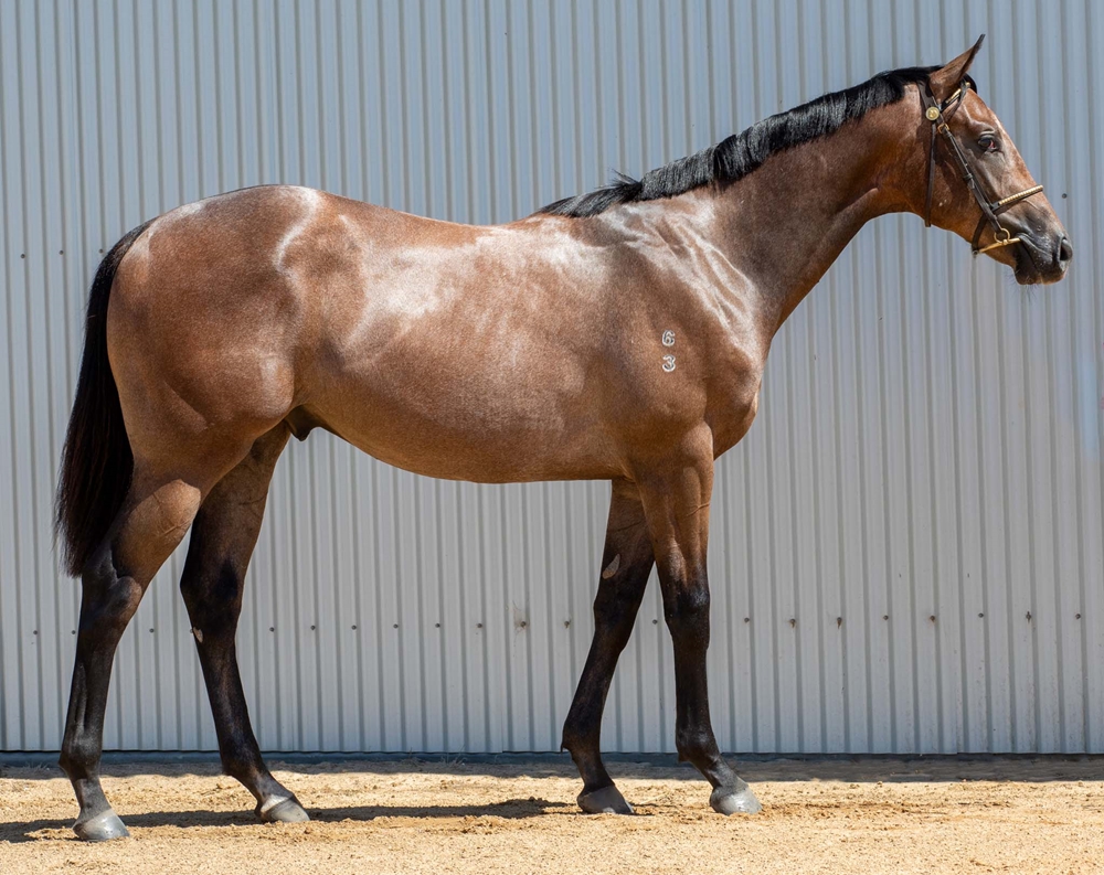 Barbados (AUS) / Rushin' Hussy (AUS) 2023 Colt - Image 2