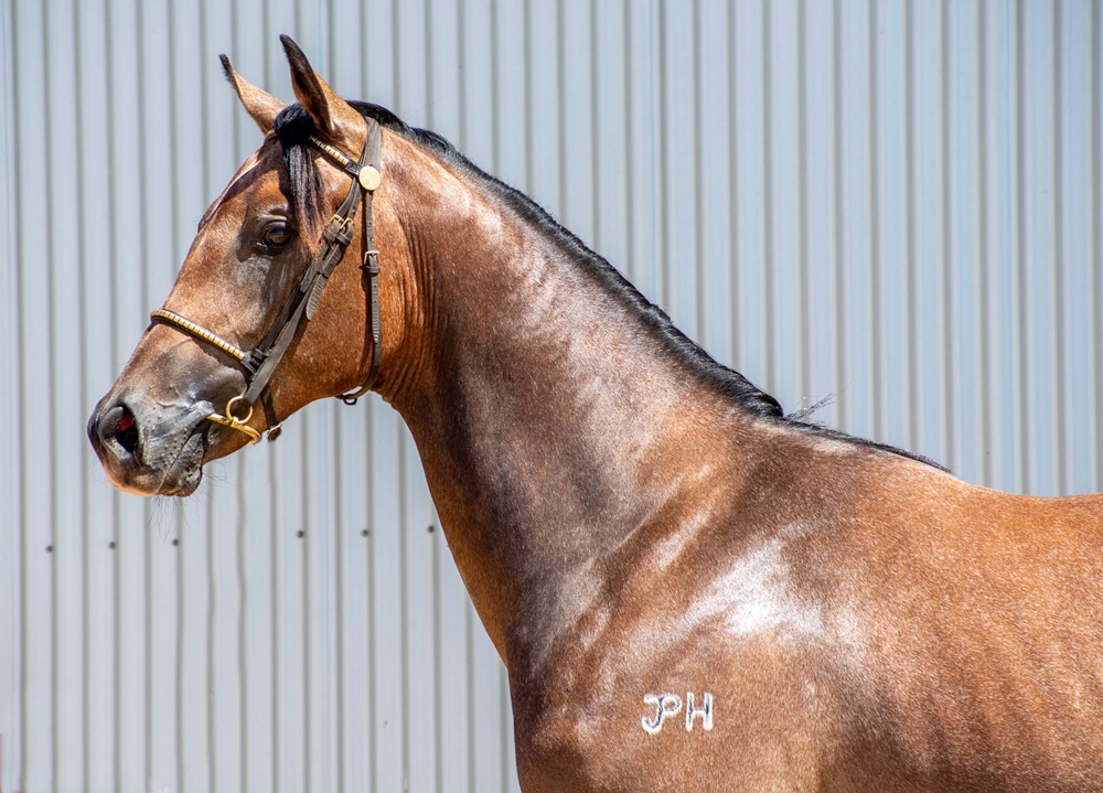 Barbados (AUS) / Rushin' Hussy (AUS) 2023 Colt - Image 3