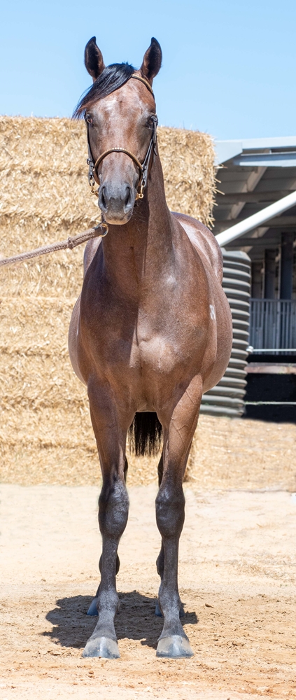 Barbados (AUS) / Rushin' Hussy (AUS) 2023 Colt - Image 4