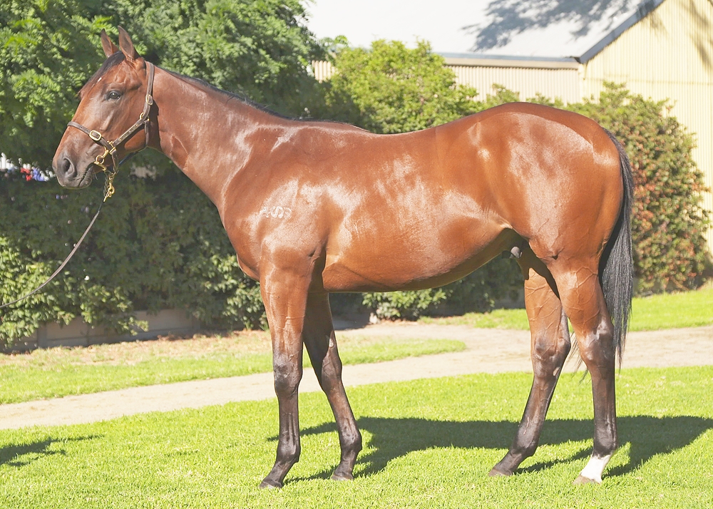 Saxon Warrior (JPN) / Tchotchke (AUS) 2023 Colt - Image 1