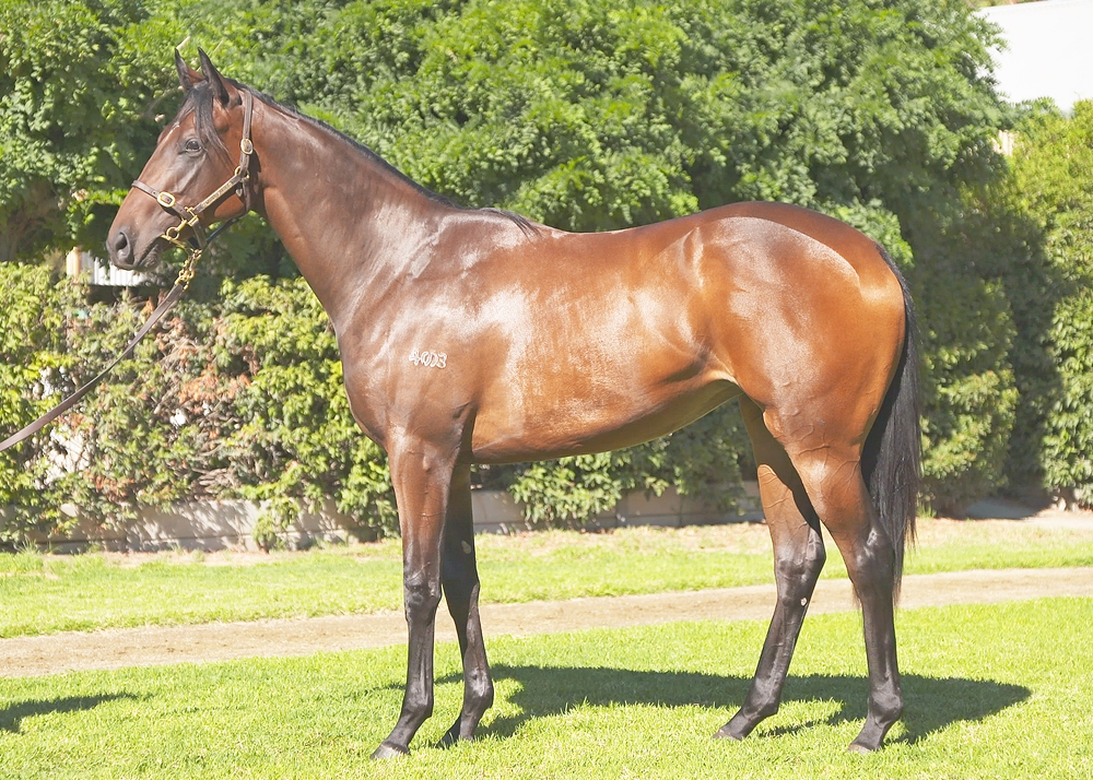 Wild Ruler (AUS) / The Special Two (AUS) 2023 Filly - Image 1