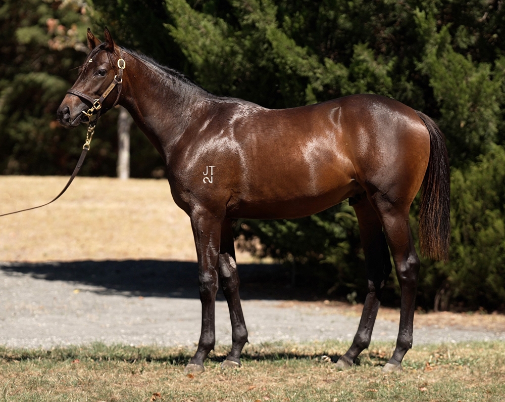 Russian Camelot (IRE) / Snow Fields (AUS) 2023 Colt - Image 1