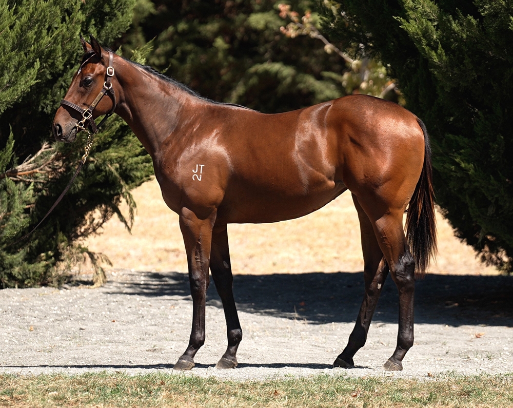 Fierce Impact (JPN) / Ballybrit (AUS) 2023 Filly - Image 1