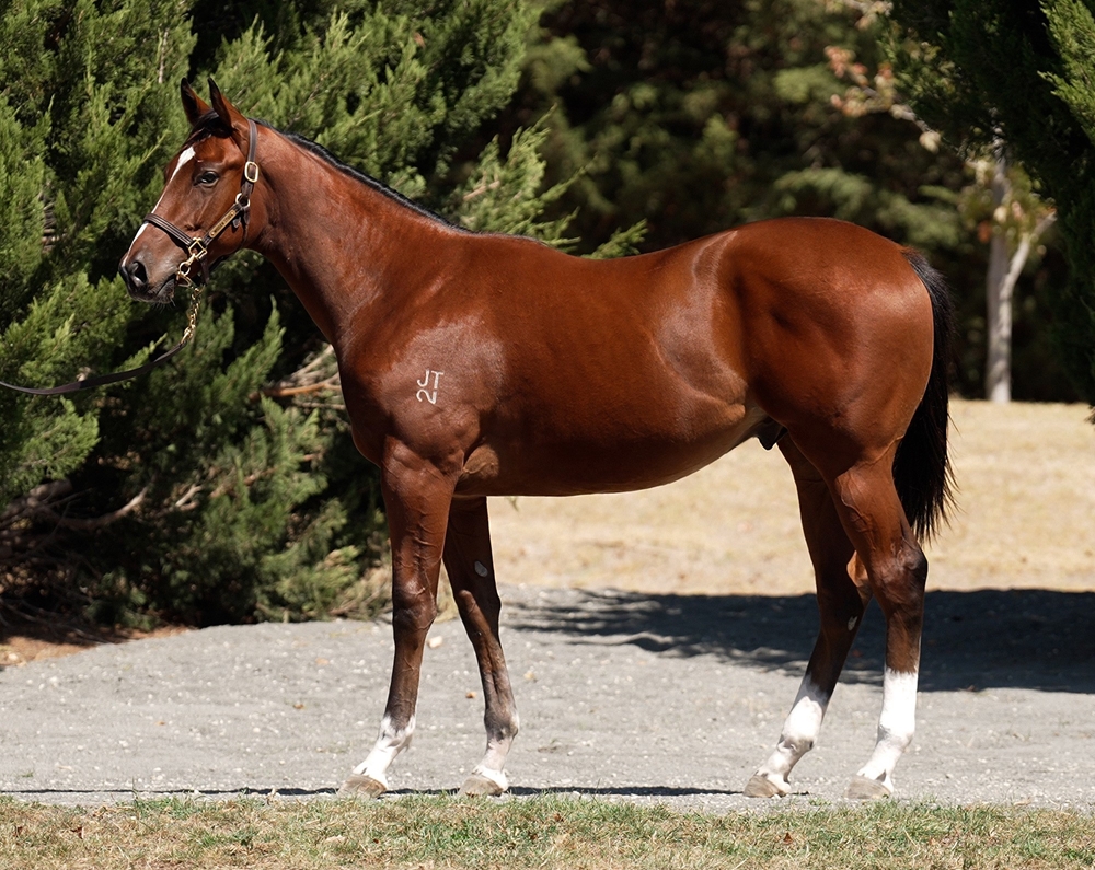 Blue Point (IRE) / La Lucciola (AUS) 2023 Colt - Image 1