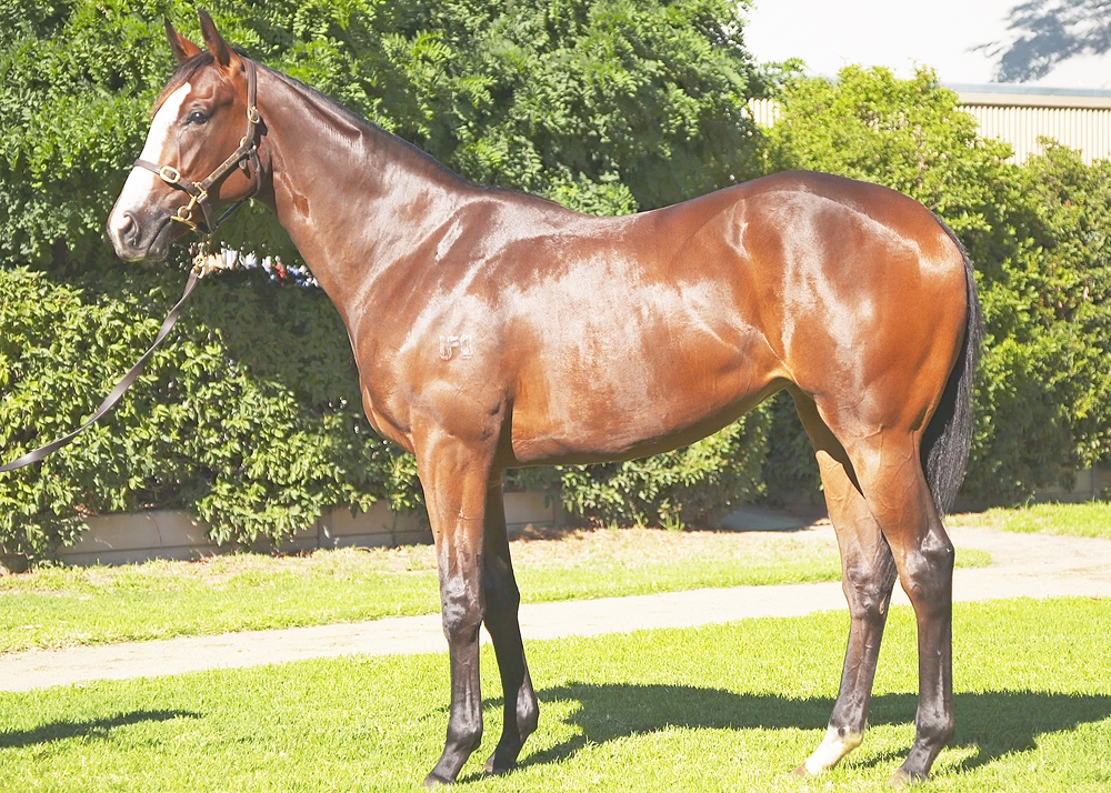Highland Reel (IRE) / Third Day (AUS) 2023 Filly - Image 1