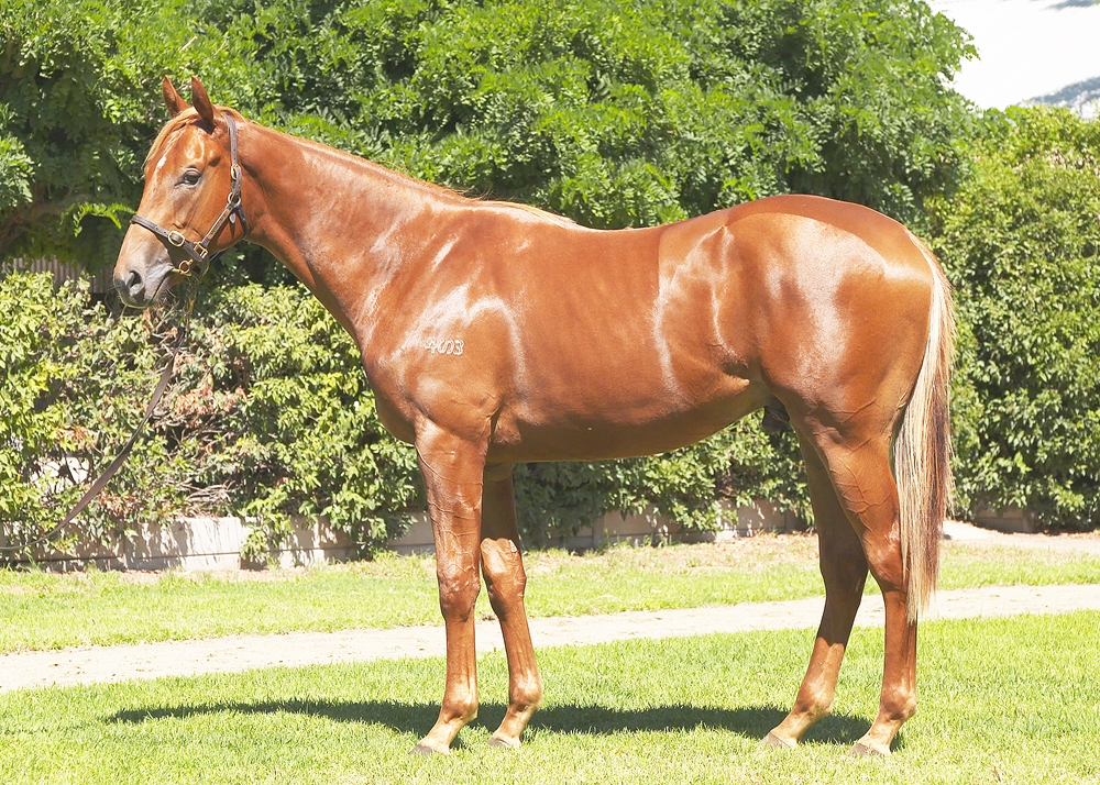 Hanseatic (AUS) / West Beach (AUS) 2023 Colt - Image 1