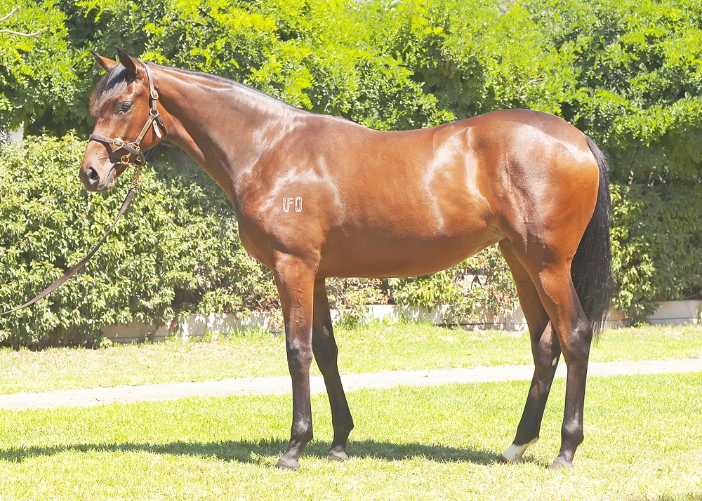 King's Legacy (AUS) / Goldie Guru (AUS) 2023 Filly - Image 1