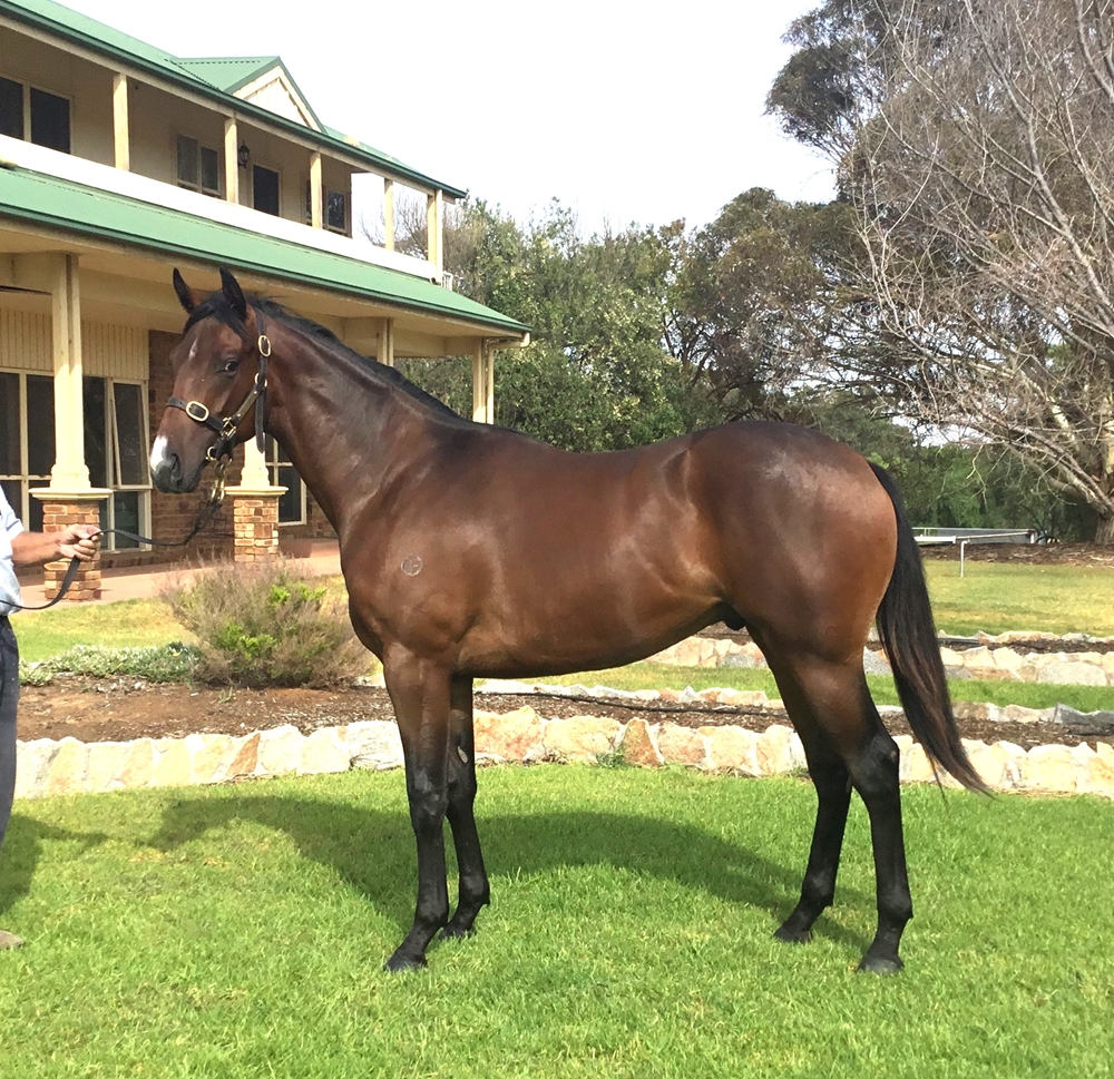 Doubtland (AUS) / Night Angel (AUS) 2023 Colt - Image 1