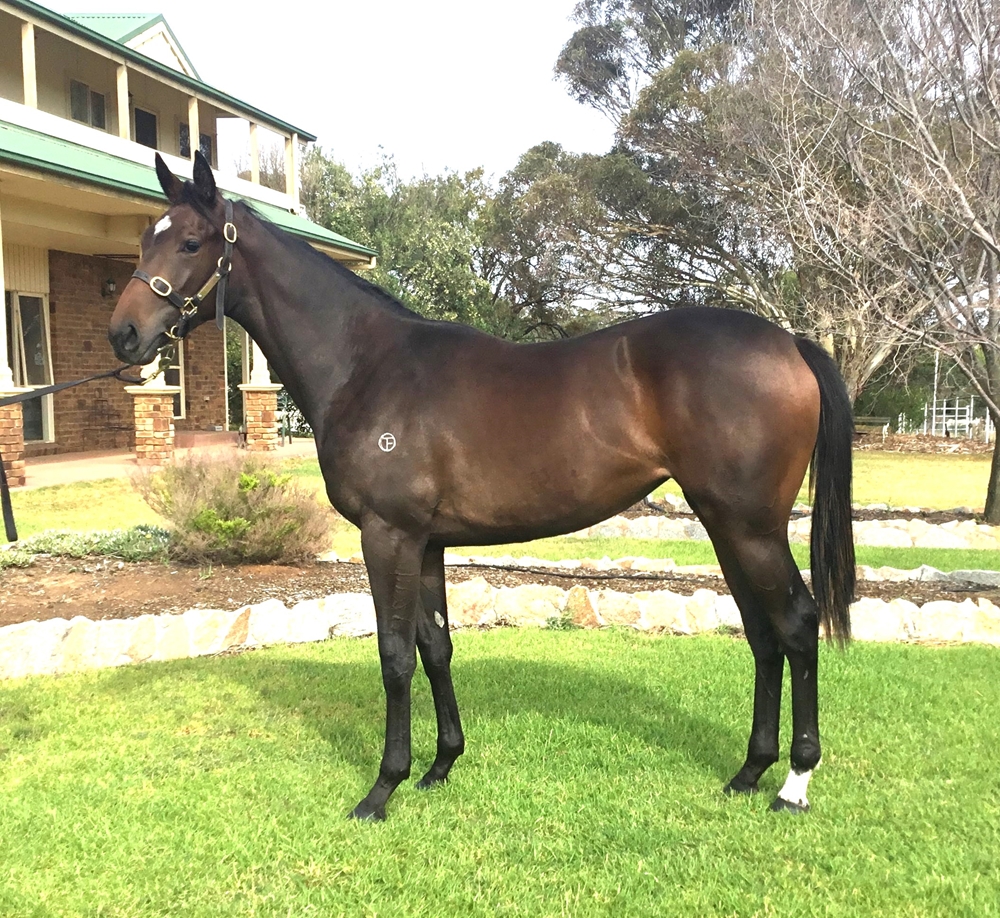 Rebel Dane (AUS) / Wichita Woman (AUS) 2023 Filly - Image 1
