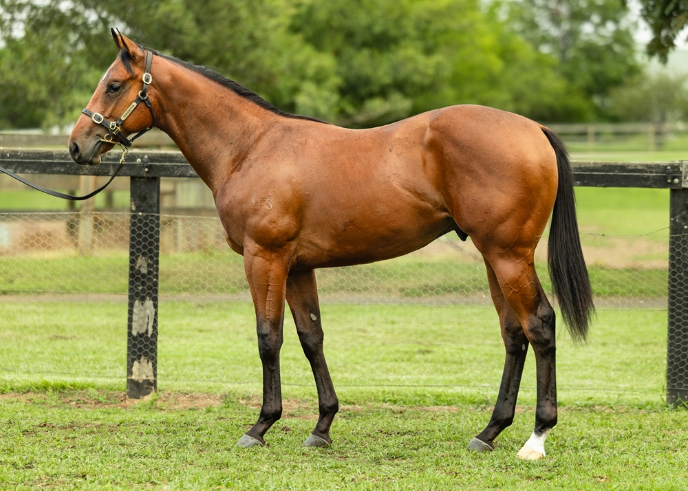 Star Turn (AUS) / Free of Sin (AUS) 2023 Colt - Image 1