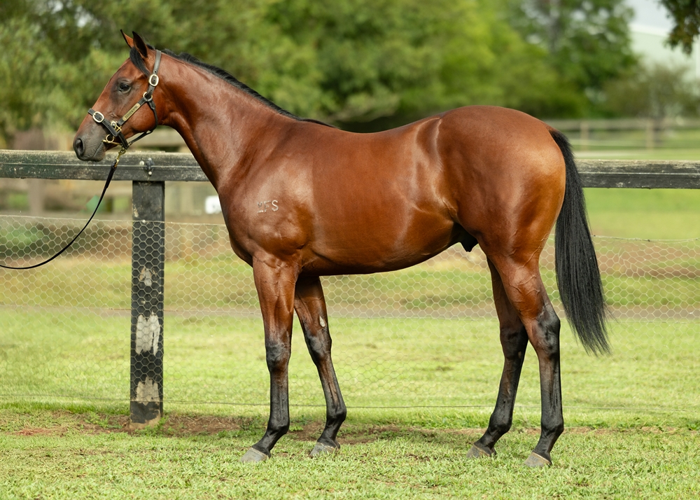 Cosmic Force (AUS) / Exciting Dynasty (AUS) 2023 Colt - Image 1