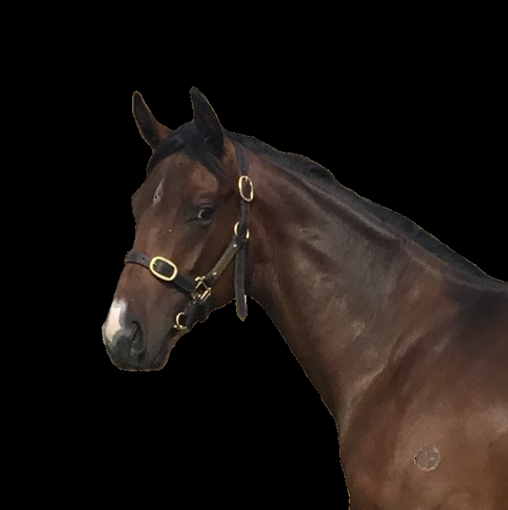 Doubtland (AUS) / Night Angel (AUS) 2023 Colt - Image 1