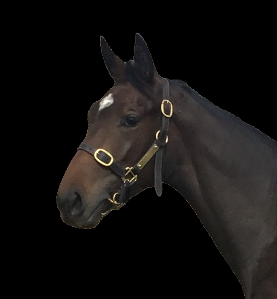 Rebel Dane (AUS) / Wichita Woman (AUS) 2023 Filly - Image 1