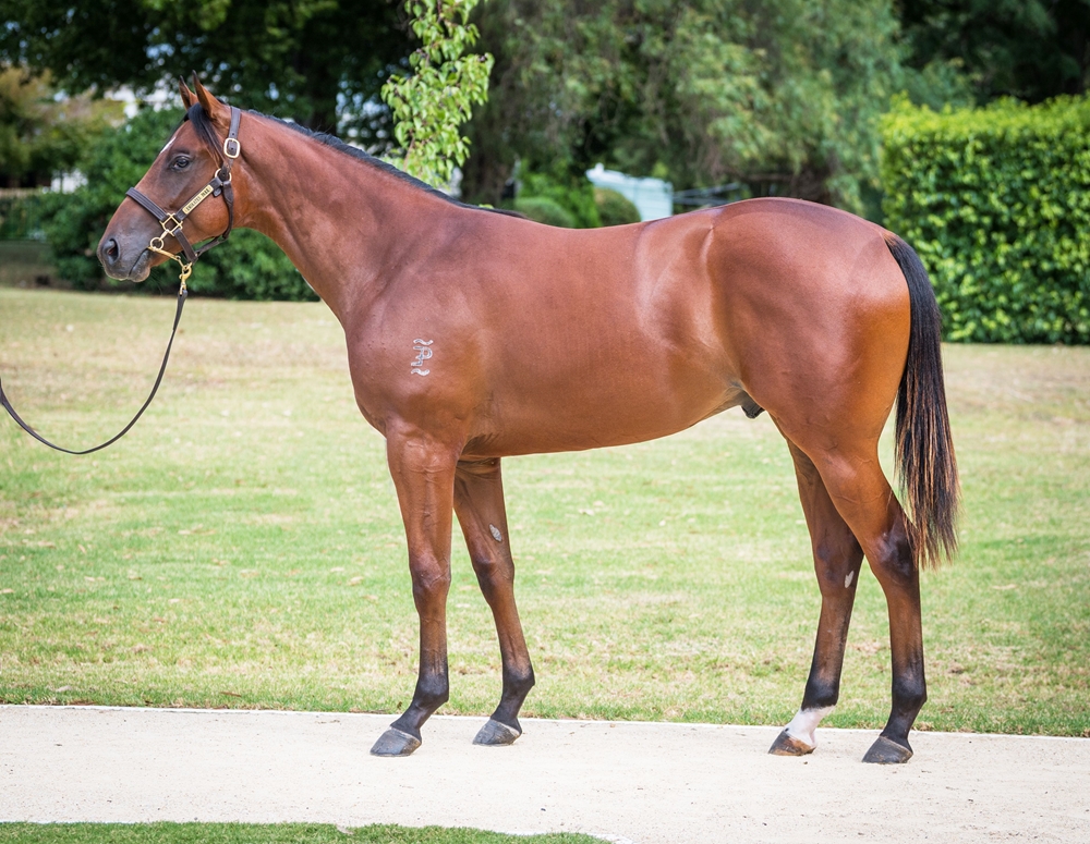 Capitalist (AUS) / Mulhimah (AUS) 2023 Colt - Image 1