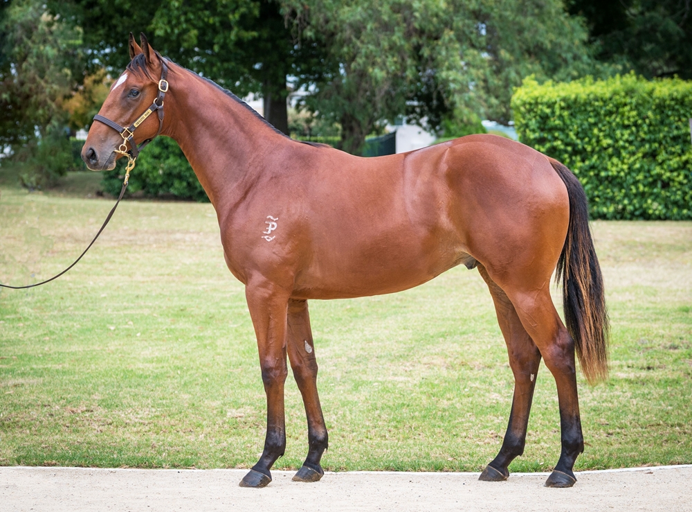 All Too Hard (AUS) / Figlmuller (AUS) 2023 Colt - Image 1