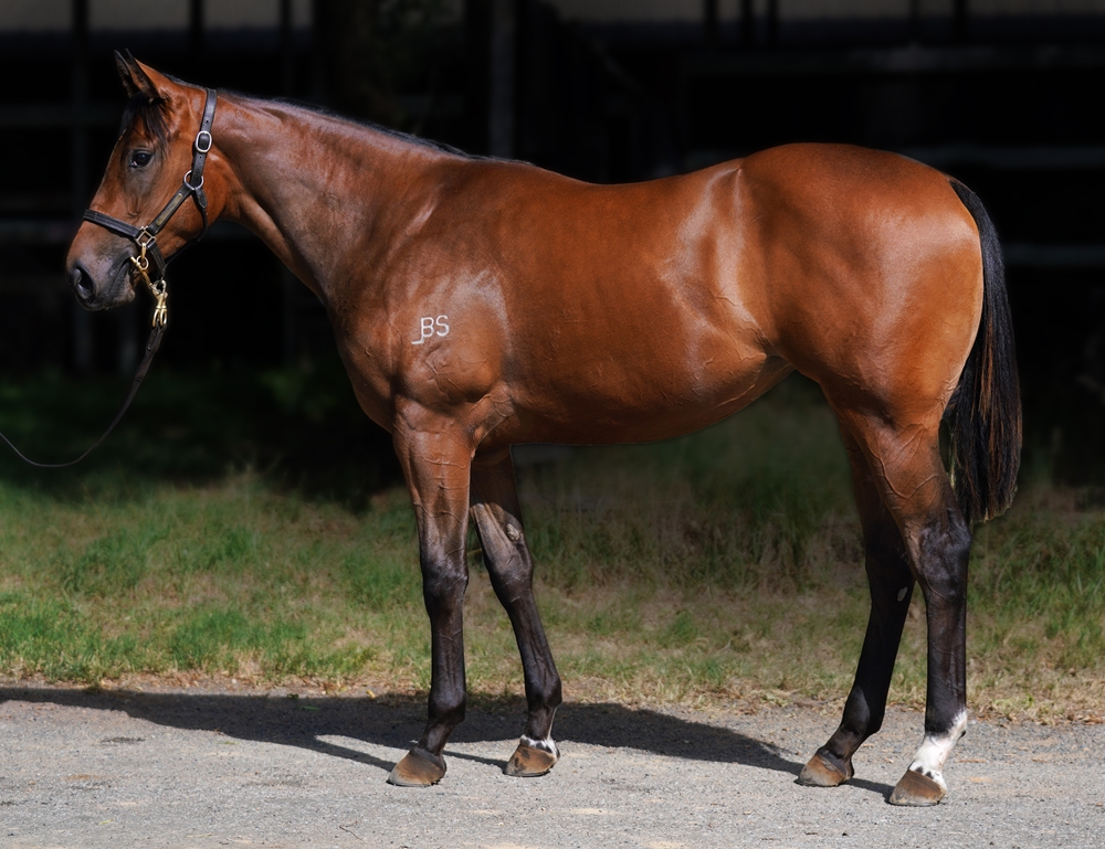 Zousain (AUS) / She's Smart (AUS) 2023 Filly - Image 1