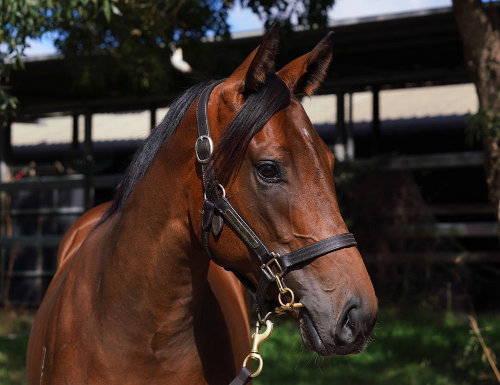 Zousain (AUS) / She's Smart (AUS) 2023 Filly - Image 2