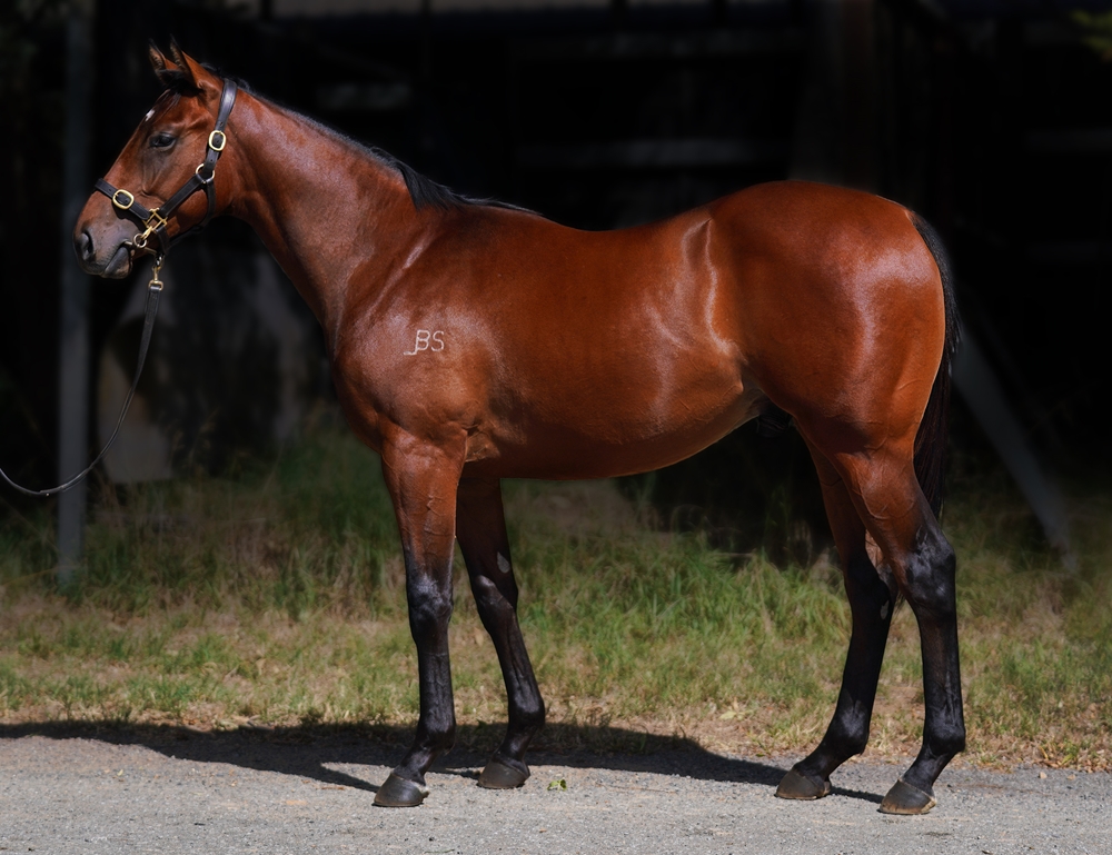 Portland Sky (AUS) / Rockness Angel (AUS) 2023 Colt - Image 1