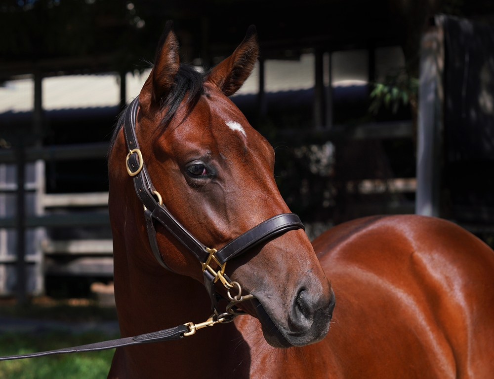 Portland Sky (AUS) / Rockness Angel (AUS) 2023 Colt - Image 2