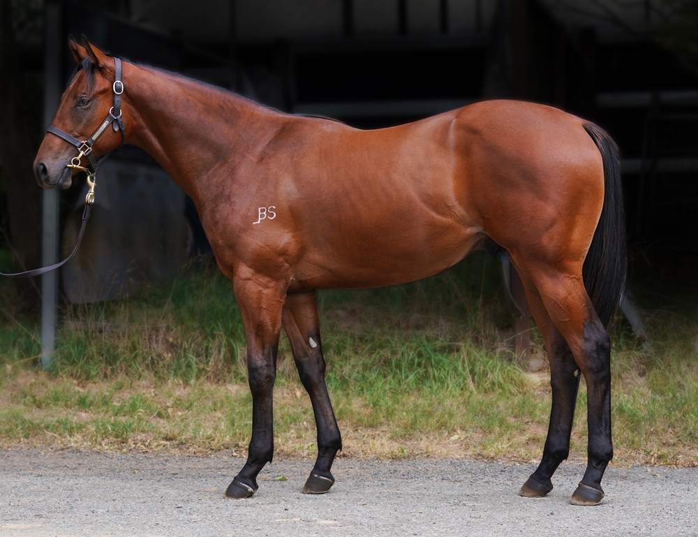 Profiteer (AUS) / Gold Gasselle (AUS) 2023 Colt - Image 1