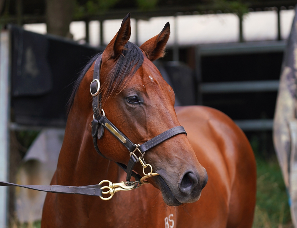 Profiteer (AUS) / Gold Gasselle (AUS) 2023 Colt - Image 2