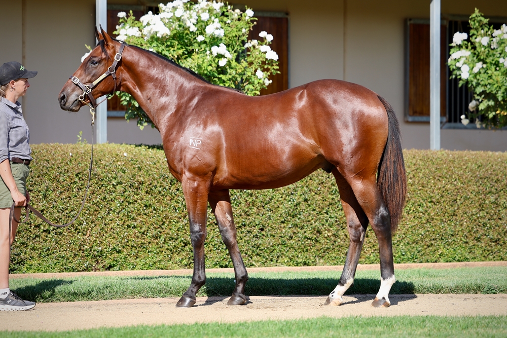 Shalaa (IRE) / M'Lady Pedrille (AUS) 2023 Colt - Image 1