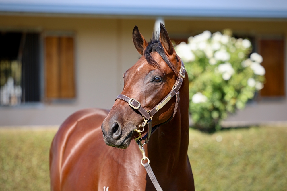 Shalaa (IRE) / M'Lady Pedrille (AUS) 2023 Colt - Image 2