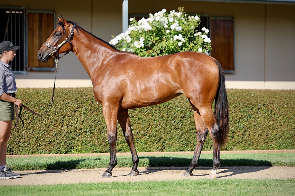 Written By (AUS) / Savoureux (AUS) 2023 Filly - Image 1