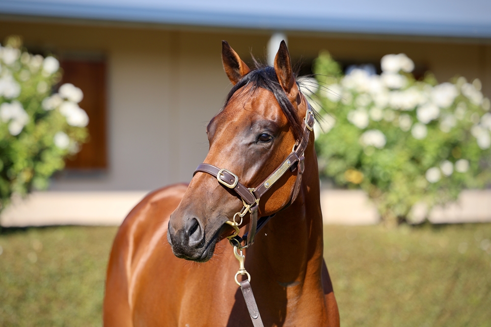 Written By (AUS) / Savoureux (AUS) 2023 Filly - Image 2