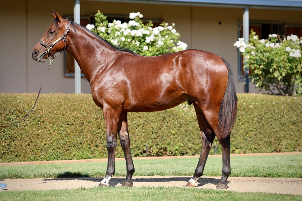 Royal Meeting (IRE) / Shemakhan (NZ) 2023 Colt - Image 1