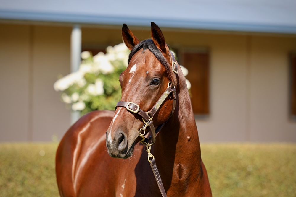 Royal Meeting (IRE) / Shemakhan (NZ) 2023 Colt - Image 2