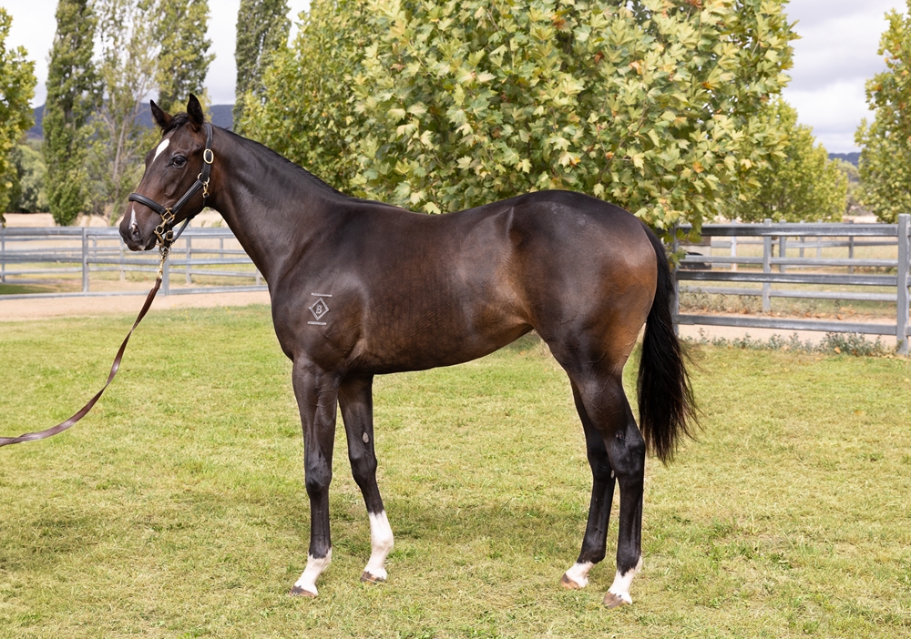 Smart Missile (AUS) / Free Thinking (NZ) 2023 Filly - Image 1