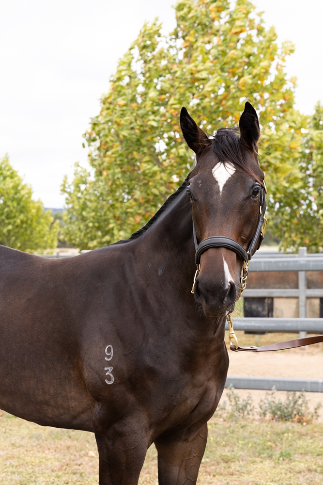 Smart Missile (AUS) / Free Thinking (NZ) 2023 Filly - Image 2