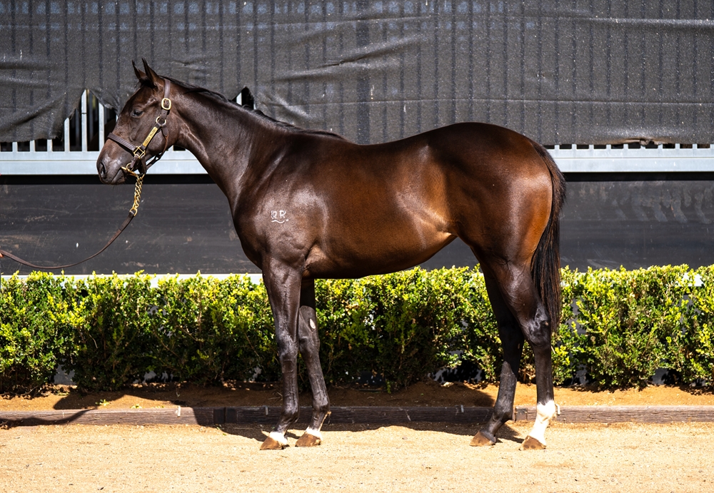 Spirit of Boom (AUS) / Street Idol (AUS) 2023 Filly - Image 1