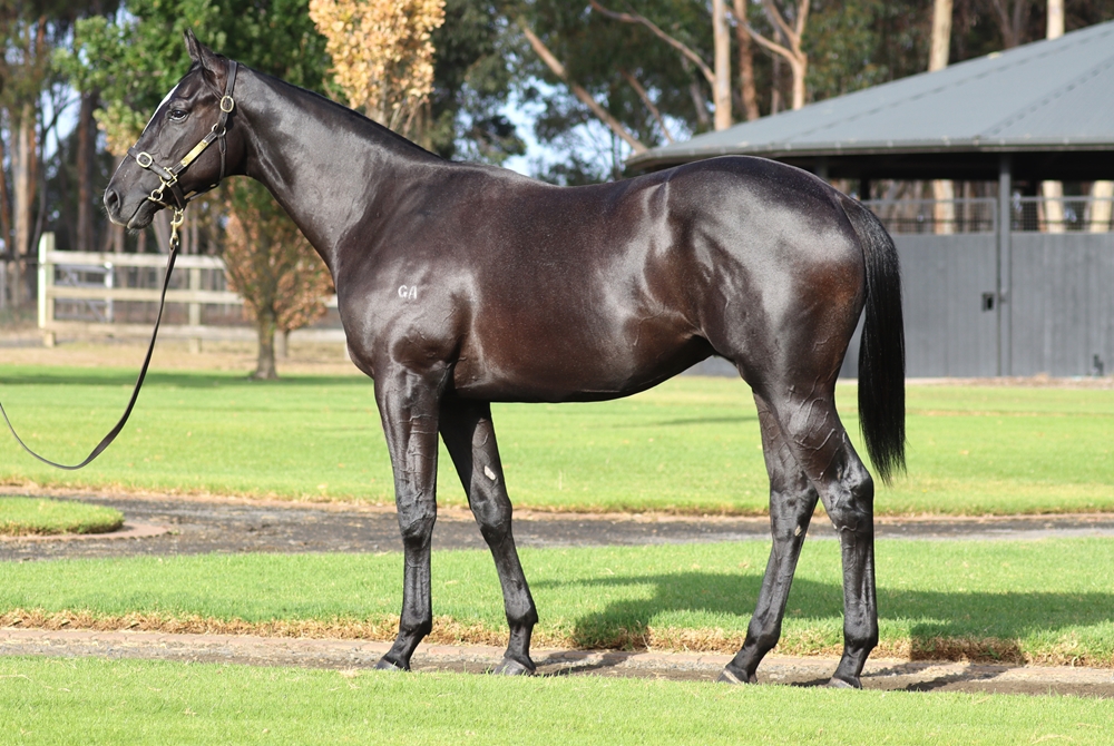 Shamus Award (AUS) / My Nikita (NZ) 2023 Colt - Image 1