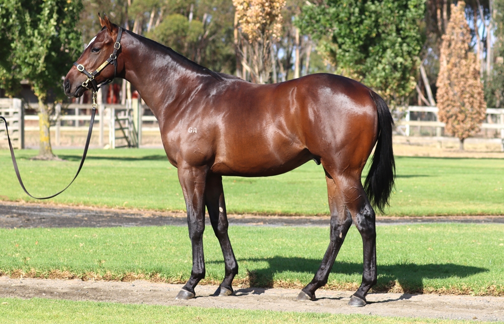 Hanseatic (AUS) / Riddling Miss (AUS) 2023 Colt - Image 1