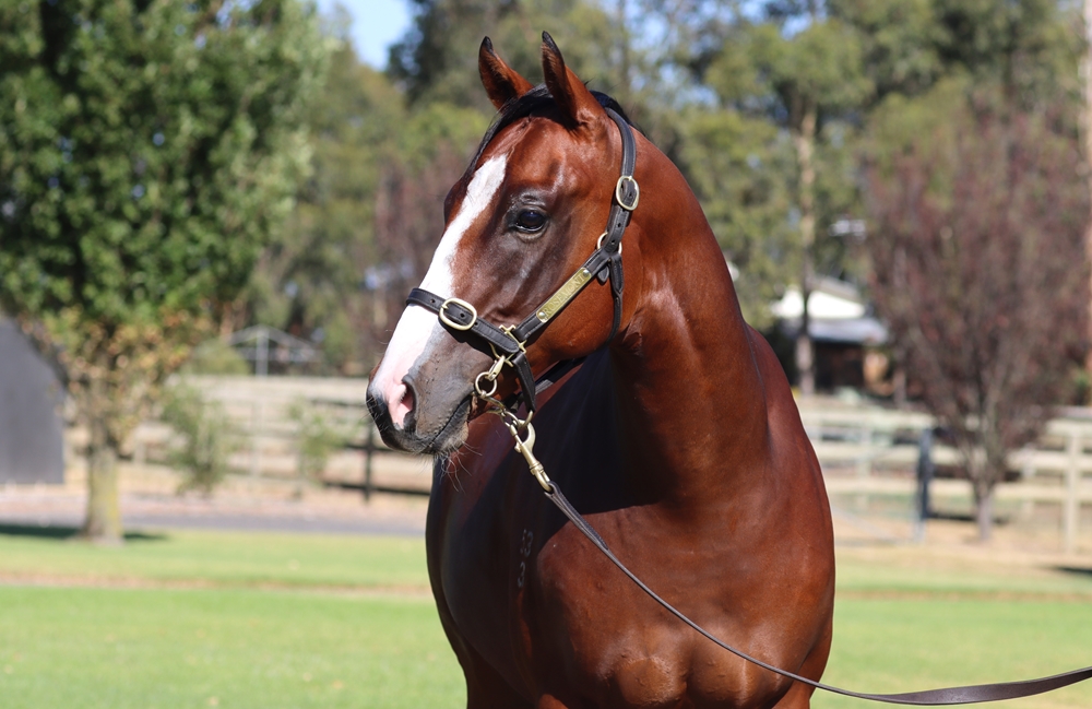 Hanseatic (AUS) / Malpara (AUS) 2023 Colt - Image 1