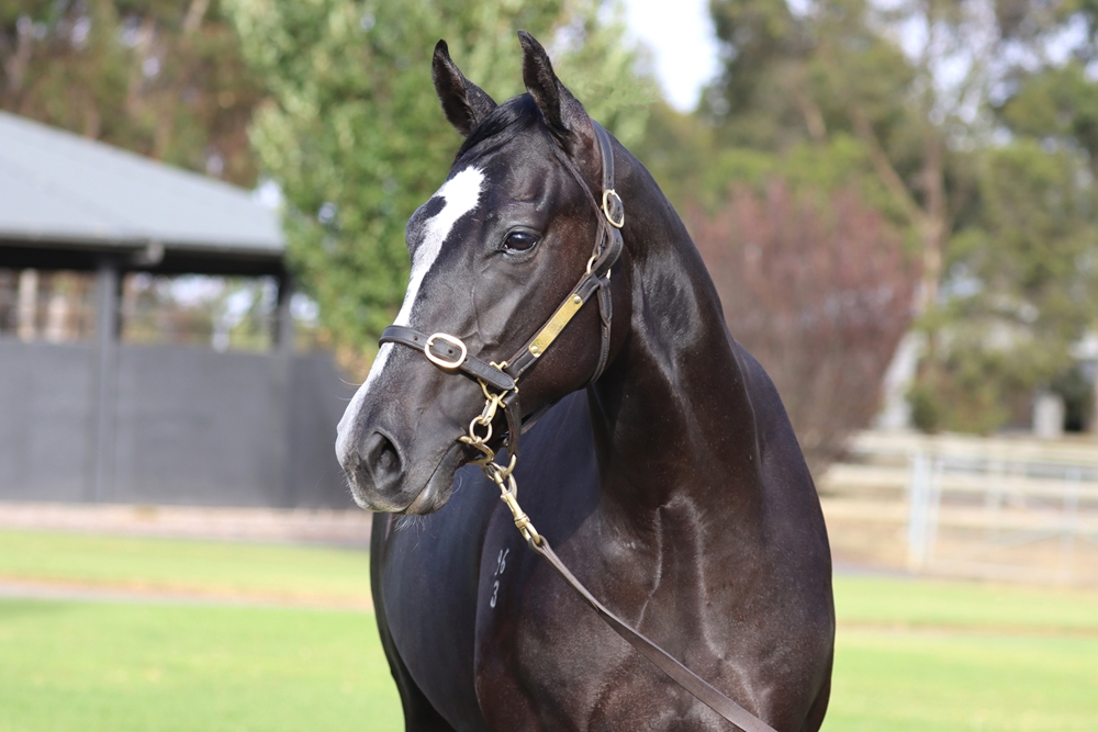 Shamus Award (AUS) / My Nikita (NZ) 2023 Colt - Image 1