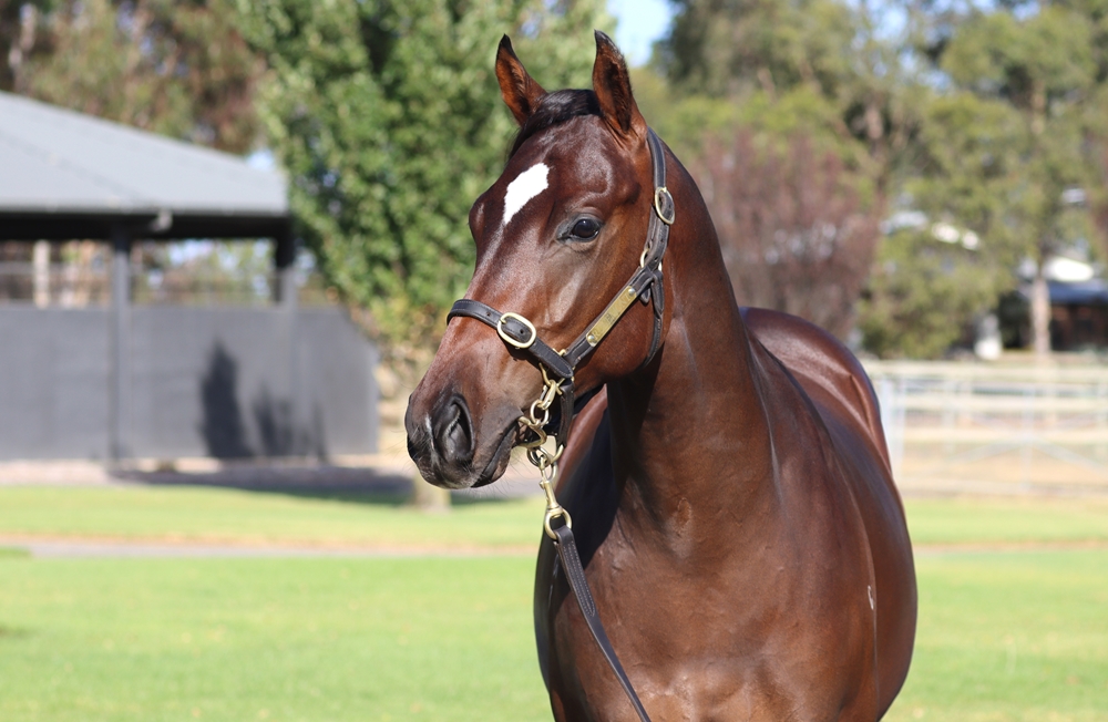 Hanseatic (AUS) / Riddling Miss (AUS) 2023 Colt - Image 1