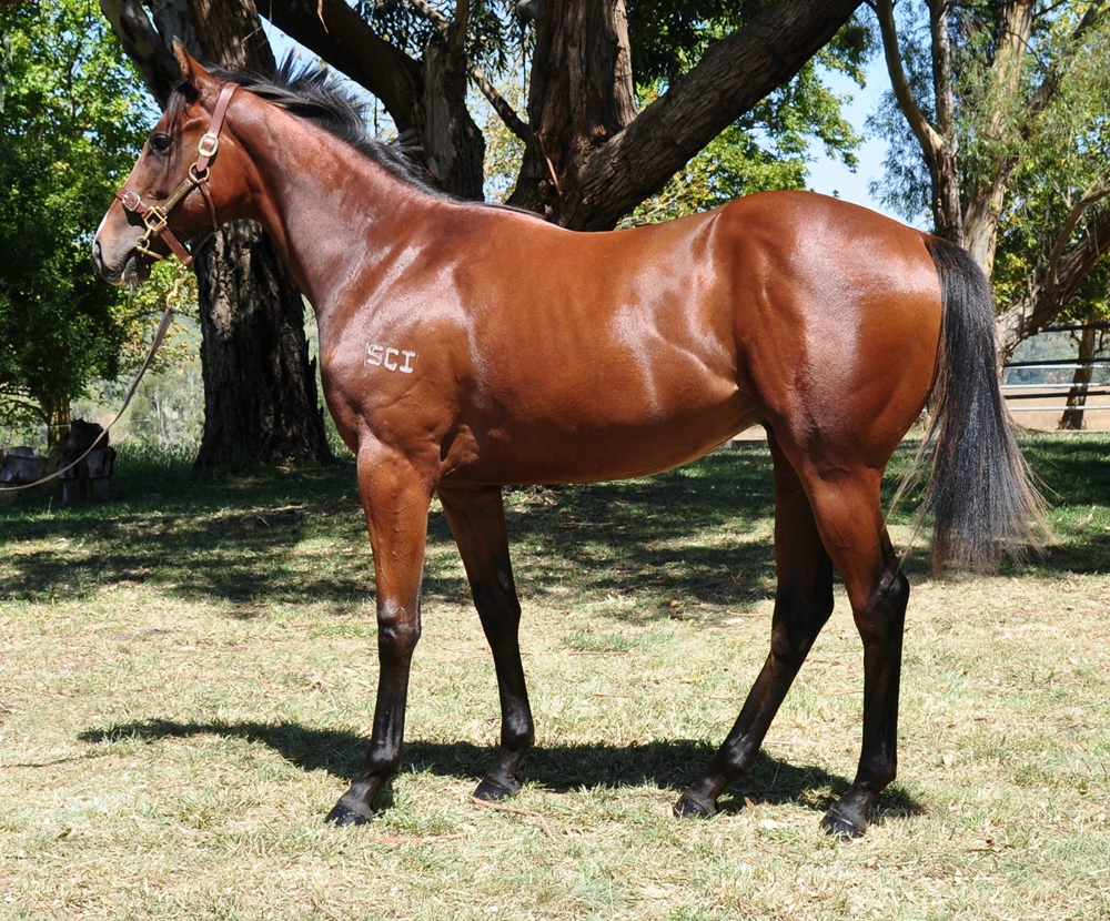 Rubick (AUS) / Written Miss (AUS) 2023 Colt - Image 1