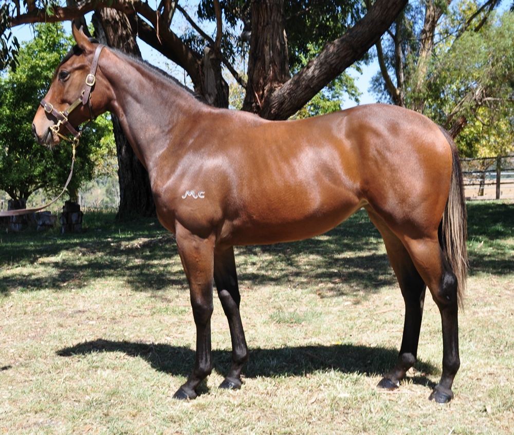 Valentia (AUS) / Bella's Breeze (AUS) 2023 Filly - Image 1