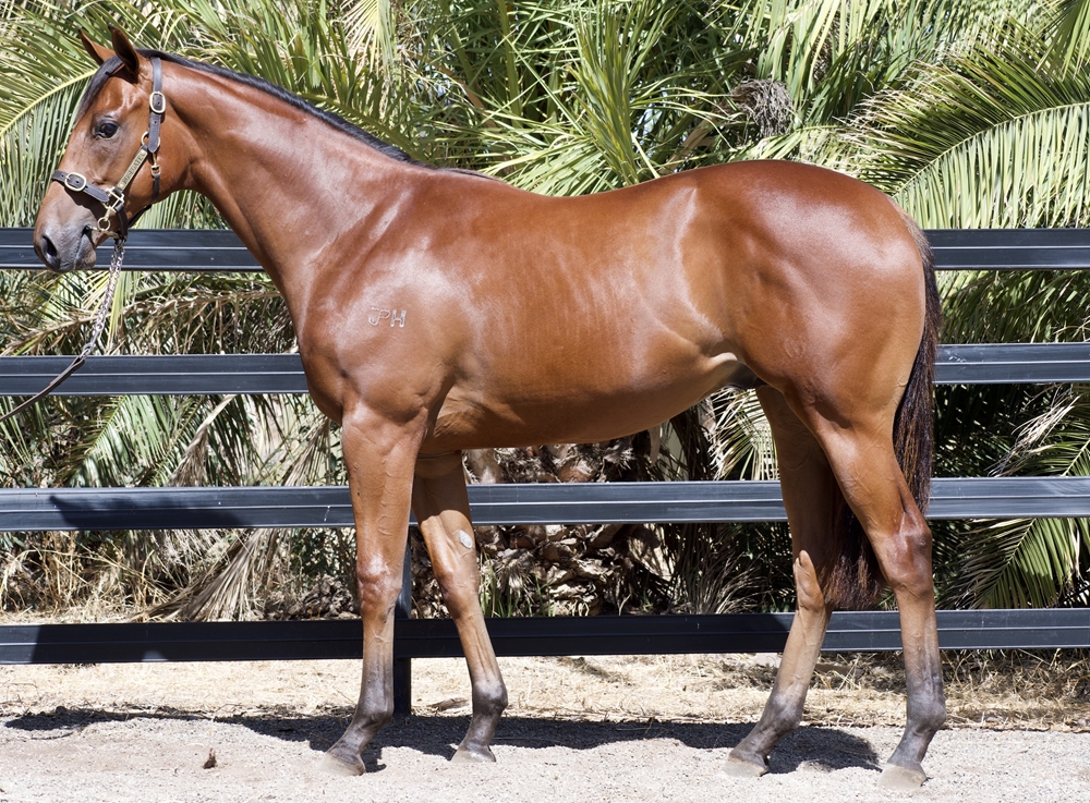 Magnus (AUS) / Forgeress (AUS) 2023 Colt - Image 1