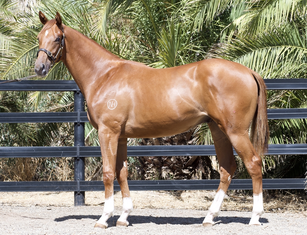 Star Witness (AUS) / Issara (AUS) 2023 Colt - Image 1