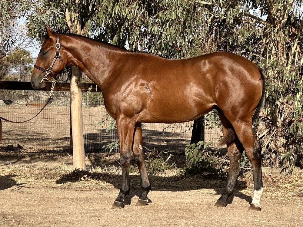 Profiteer (AUS) / Title Holder (AUS) 2023 Colt - Image 1