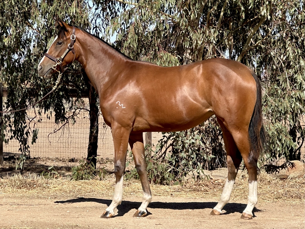 Home Affairs (AUS) / Wu Darl (AUS) 2023 Filly - Image 1