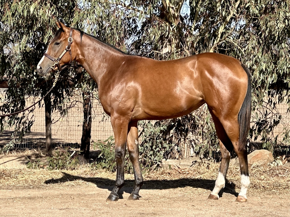 Peltzer (AUS) / Tituba (AUS) 2023 Filly - Image 1