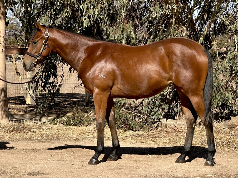 Hellbent (AUS) / Joyzel (AUS) 2023 Filly - Image 1