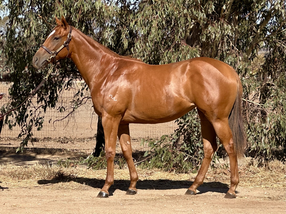 Written By (AUS) / Excelamour (AUS) 2023 Filly - Image 1